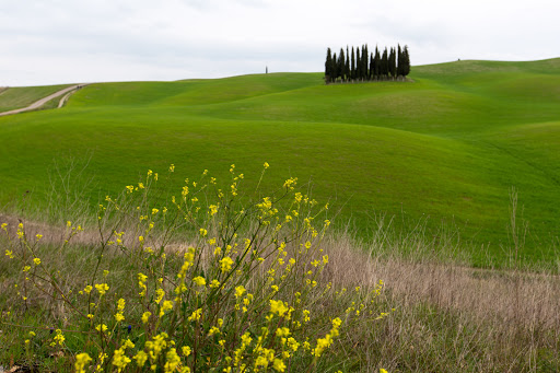 Cipressi di San Quirico d'Orcia