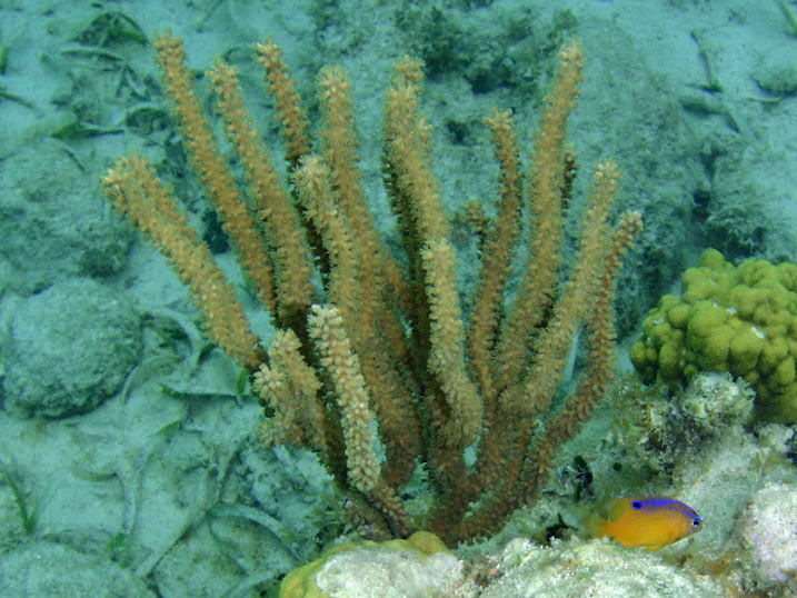 Eunicea mammosa (Coral) off Ambergris Caye, Belize.