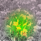 LILYFEST
2009