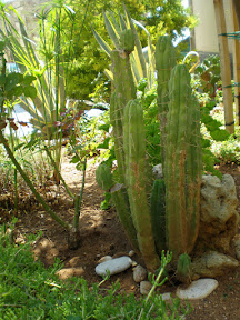 Kaktusi prelijepe Komize P8080200