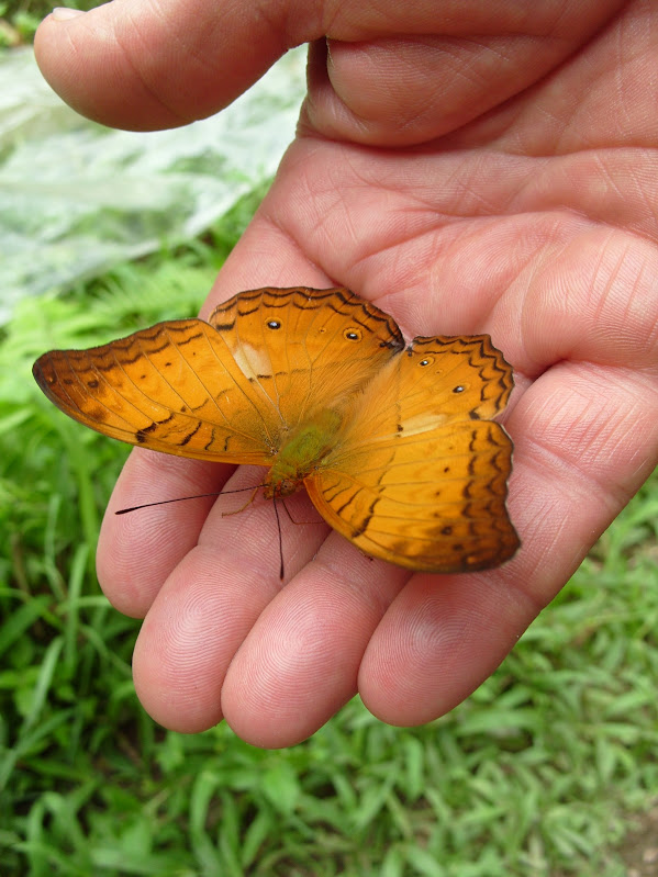 Papillons de l'ile de Sumatra S1051870