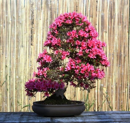 Bonsai - Le jardin du levant