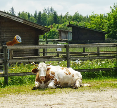 Rind auf Gut Streiflach.