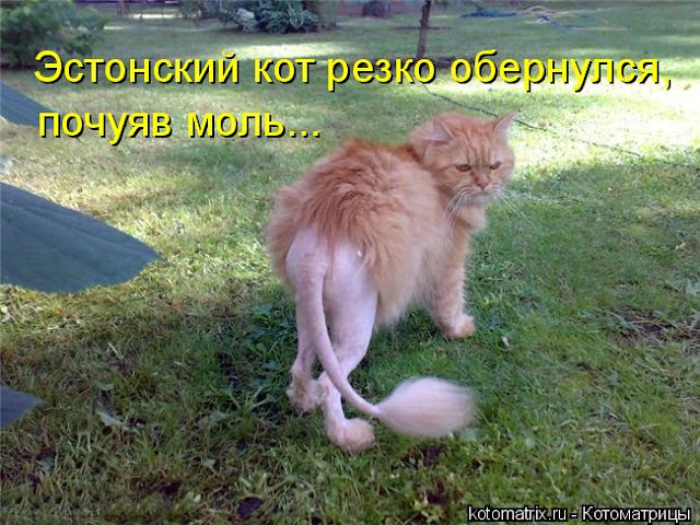 «Имеющий уши, да развесит...» часть 1. «Имеющий уши, да развесит...» часть 1.