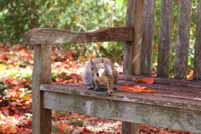 squirrel on bench, looking at camera