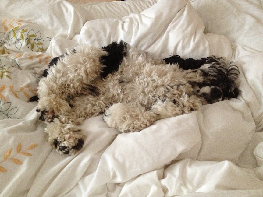 Charlie Brown, American cocker spaniel, fast asleep