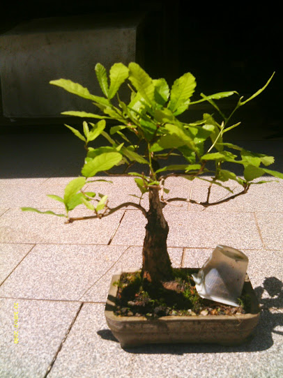 Carvalho Japonês-Quercus Acutíssima-Kunugui... IMAG0198