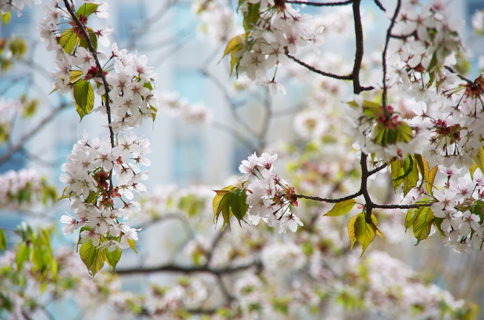 桜