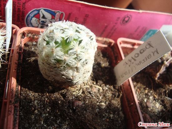 мой райский сад:) - Страница 8 Mammillaria%2520boolii