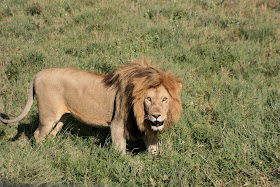 Wildlife Photos of African Lion