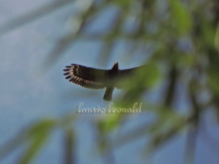 Elang Ular Bido - Spilornis cheela, Gunung Tilu, Kuningan, Jawa Barat