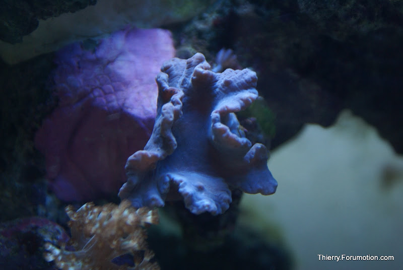 Sinularia brassica (Cabbage Leather Coral) DSC04907