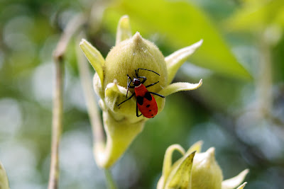 Soapberry bug (Leptocoris augur)