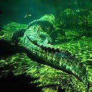 К чему снится крокодил в воде?