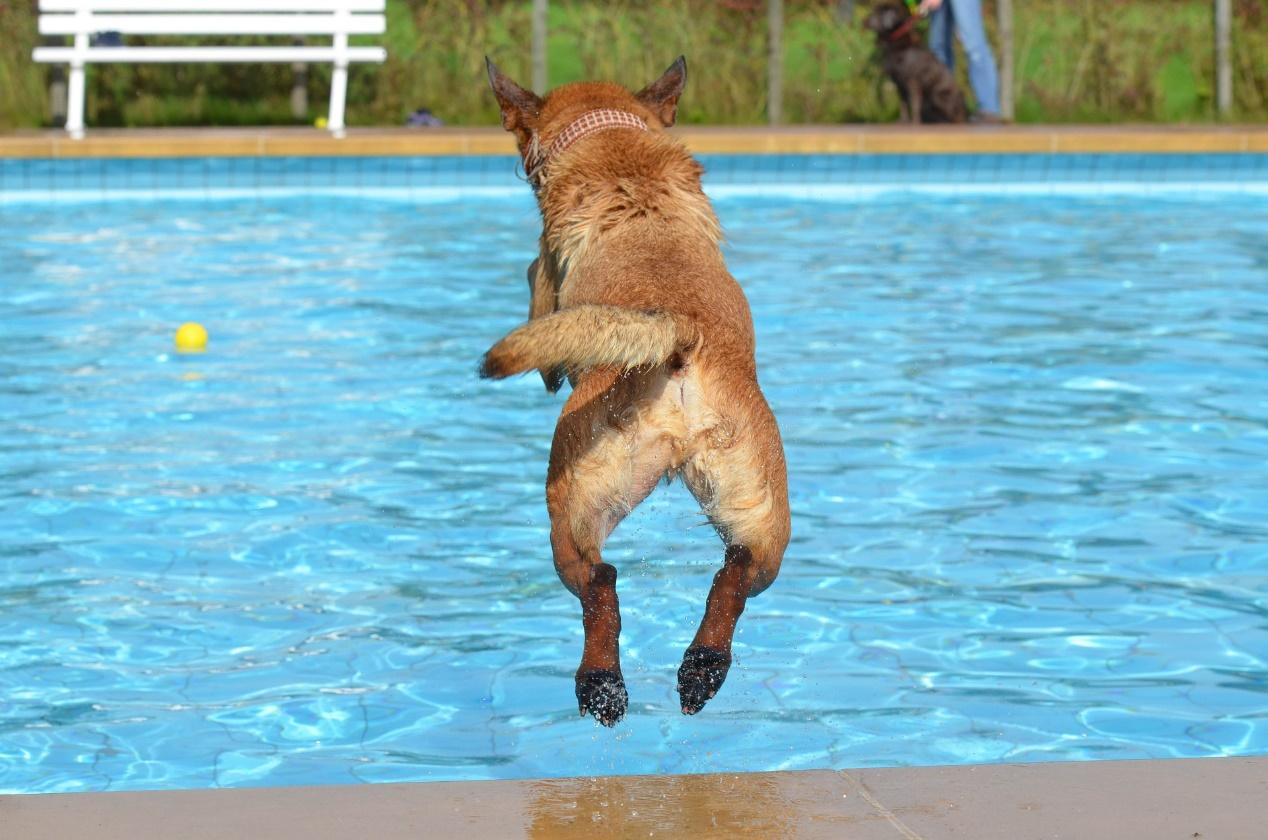 游泳可減少狗狗運動時對於關節的損傷