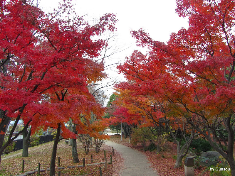 曹長的日々 京都梅小路公園の紅葉と猫