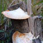 Fungus growing beside Nellies Glen Road (412073)