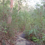 Track above Campfire Creek (145215)