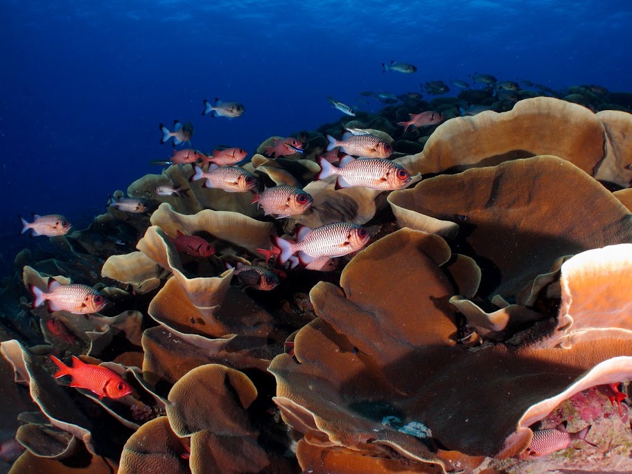 111104%252520Palau24.JPG