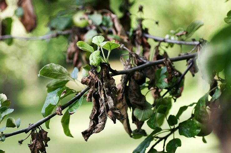 How do I kill a tree with Roundup