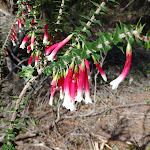 Epacris Longiflora (Australian Fuschia Heath) (70156)