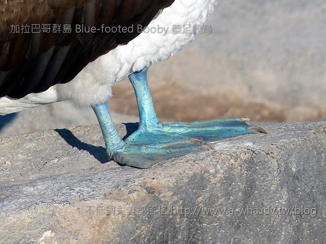 【加拉巴哥群島之旅】看看我的腳～我是大明星！藍腳鰹鳥Blue-footed Booby@Galapagos Islands