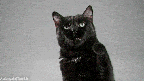 Big Panther And Lil' Panther Go Paw To Paw In Stunning Slow Motion ...