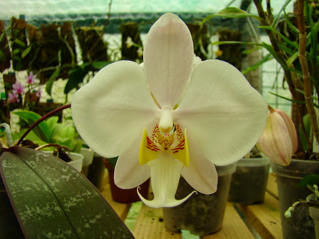 Phalaenopsis philippinensis DSC00950