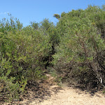 Upper end of Grass Tree Track (249493)
