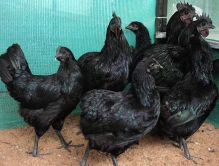 Kadaknath Poultry Farm, Hanuman Nagar Rd, Hanuman Nagar, Maharshi Shinde Nagar, Urun Islampur, Maharashtra 415409, India, Poultry_Farm, state MH