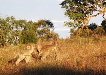 A mob of kangaroos on the ridgeline above suburbia