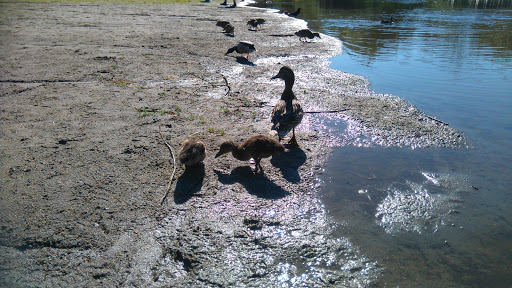 Trout Lake Beach