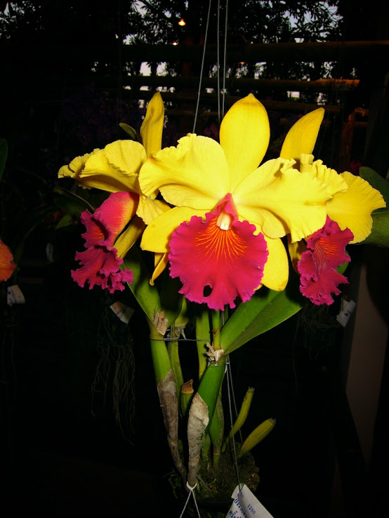 Flowers++014.jpg