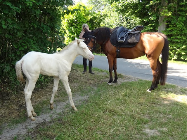 2013 - Darwi Odrade el Shaazar (Quarfi X Gouach de Beaubeck) - Arabe-Barbe DSC07814