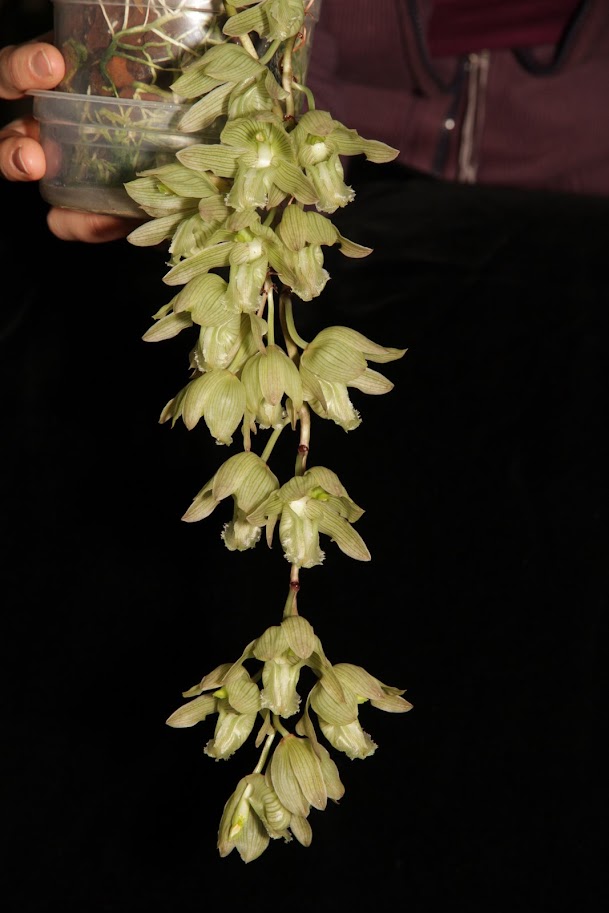 Clowesia russelliana IMG_1457