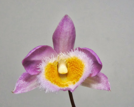 Dendrobium loddigesii P1370591