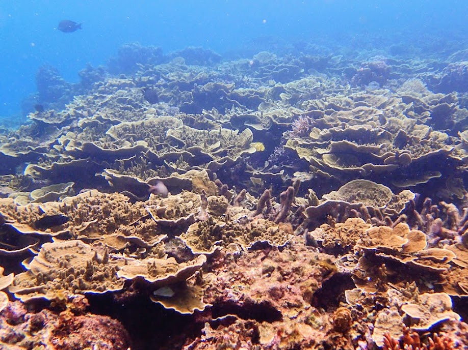 Reef outside Small Lagoon, Miniloc Island, Palawan, Philippines.