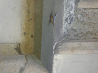 Flora en Fauna - Boomklever tegen gebouw.JPG