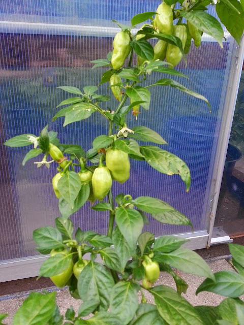 20140702_205852.jpg