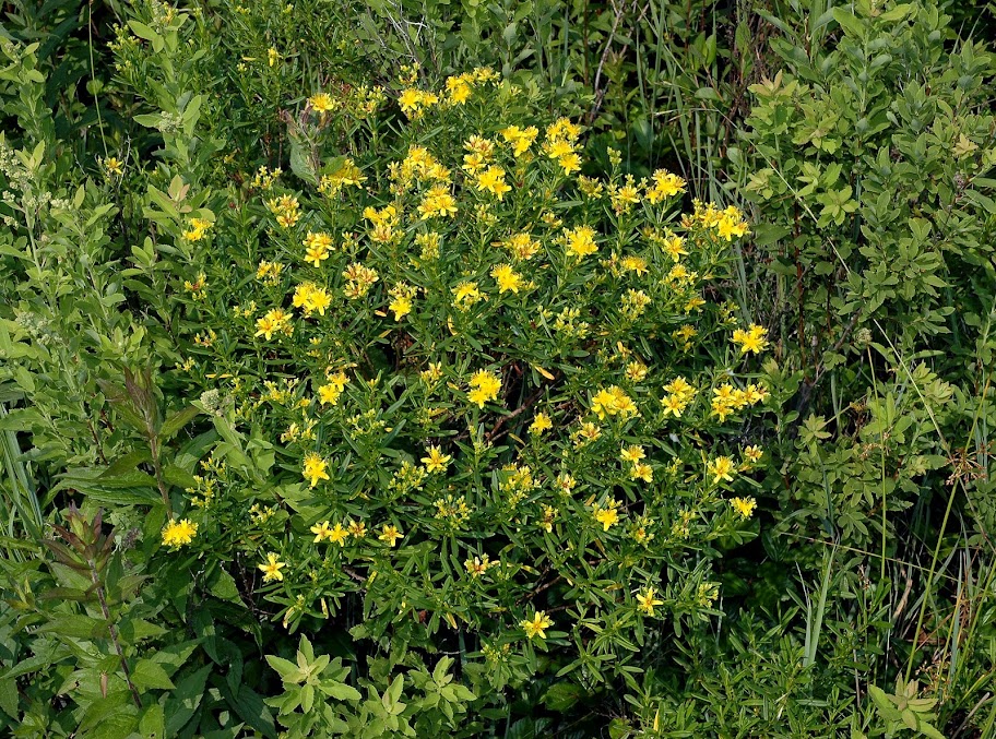 shrubby st john's wort plant
