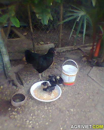 Agriviet.Com-Hi%25CC%2580nh0350.jpg Agriviet.Com-Hi%25CC%2580nh0350.jpg