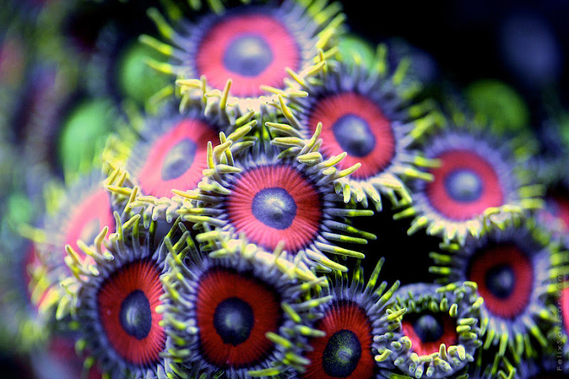 Macro Shots of Underwater Corals by Felix Salazar