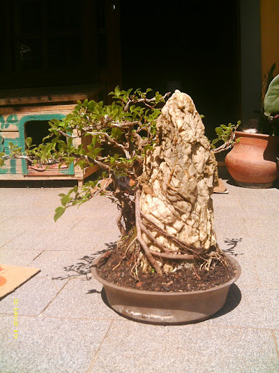 Ficus Microcarpa Começando... IMAG0190