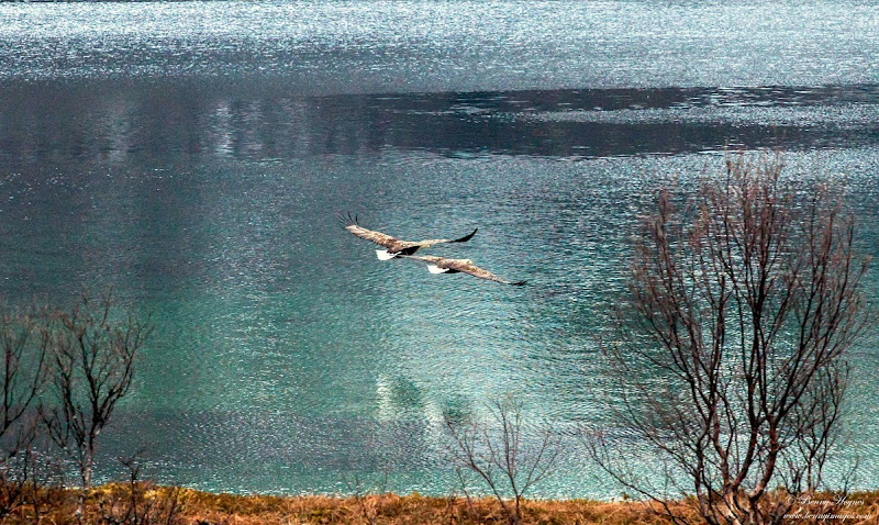 Eagles at Godfjorden, Hinnøya, Norway