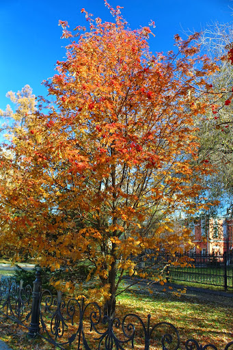 Irkutsk autumn trees Russia