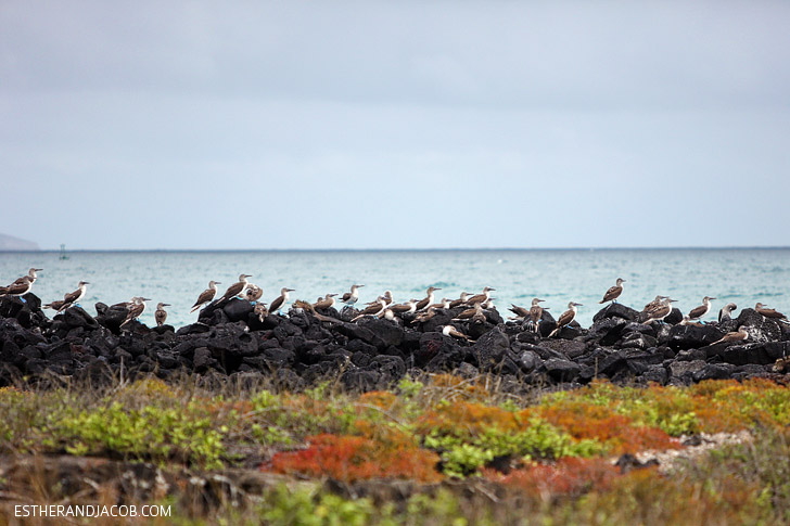 Blue Footed Booby colony in the Wetlands Isabela Island Galapagos.