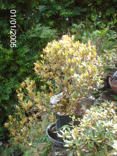 Mini Cerejas-Eugênia Mattosi em floração... PICT1449
