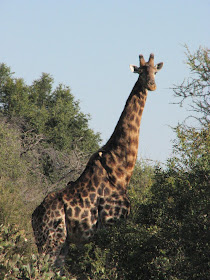 Wildlife Photos of Giraffe (Chitabe Main Camp, Botswana)