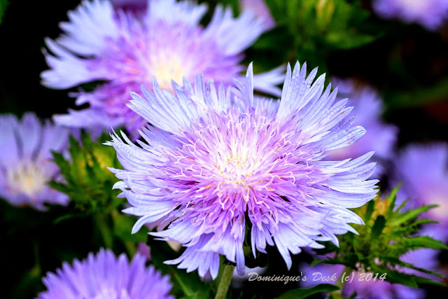 Mesmerizing Light blue bloom