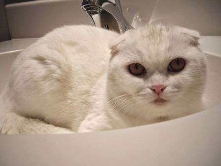 Jenis kucing peliharaan terpopuler White scottishfold